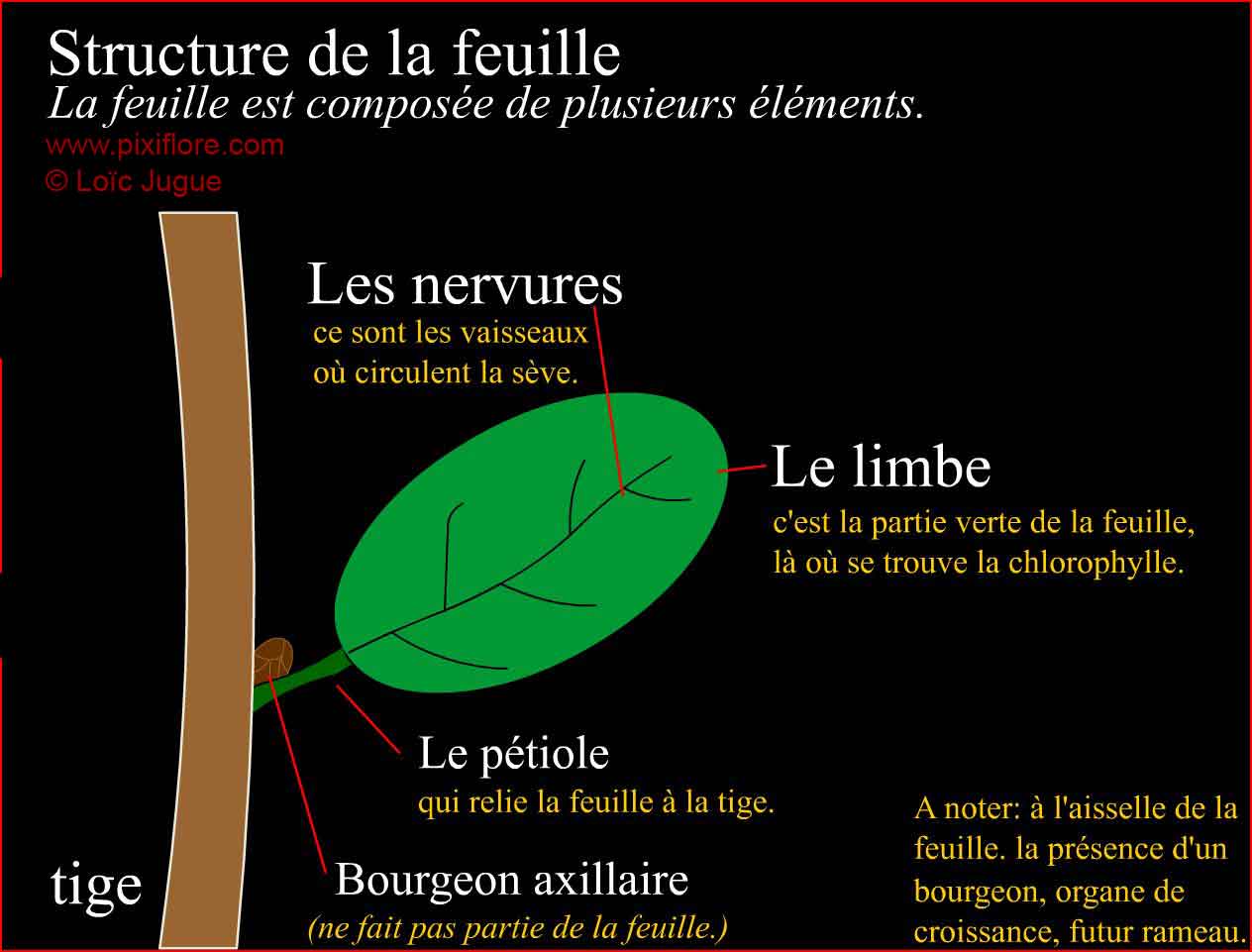 La structure de la feuilleé title=