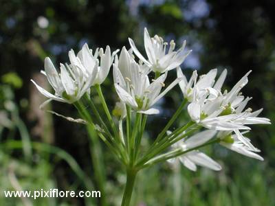  Ail des ours ( Allium ursinum)