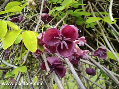 L'akébie à cinq feuilles (Akebia quinata)