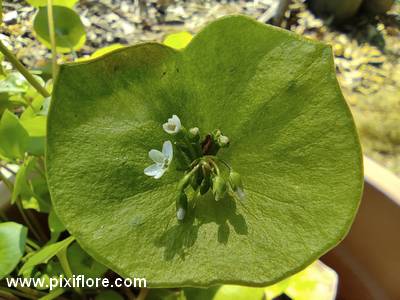 Claytone de Cuba (Claytonia perfoliata)