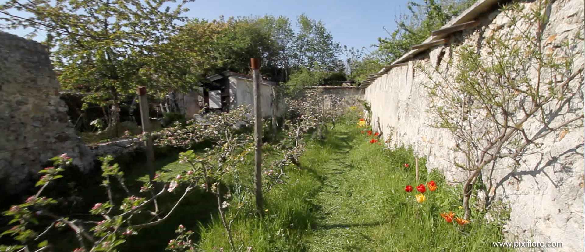 Les murs à pêches