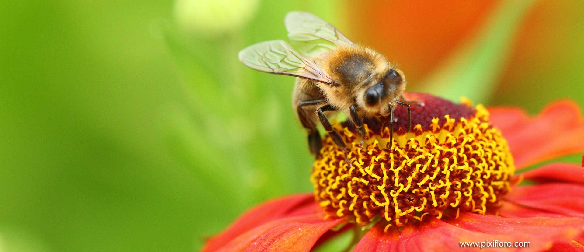 Les insectes avec François Lasserre