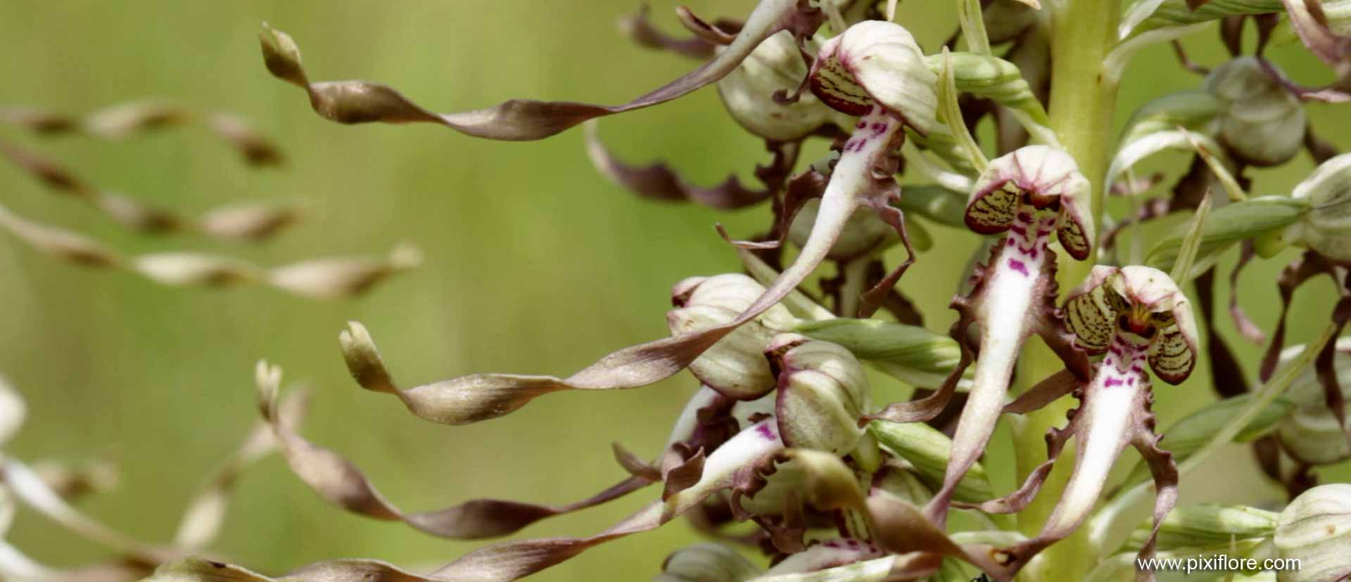 Les orchidées sauvages